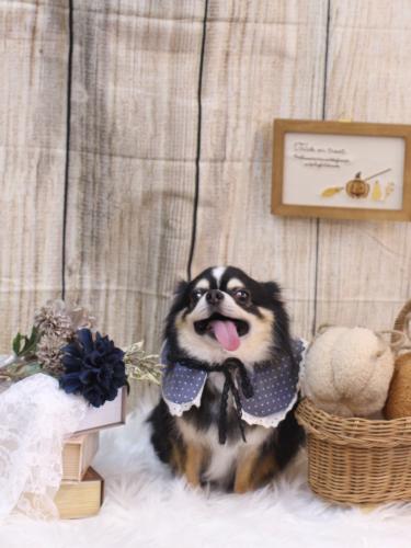 20241003ごまくん